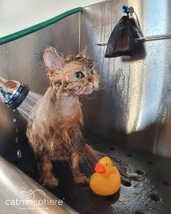 Selkirk Rex Katze im Bad
